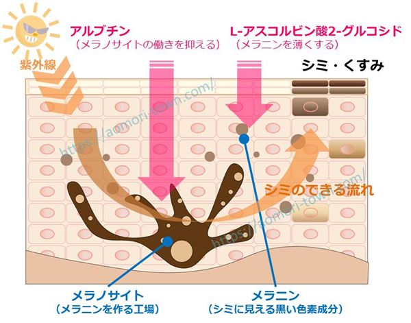 薬用【マジックナイト】